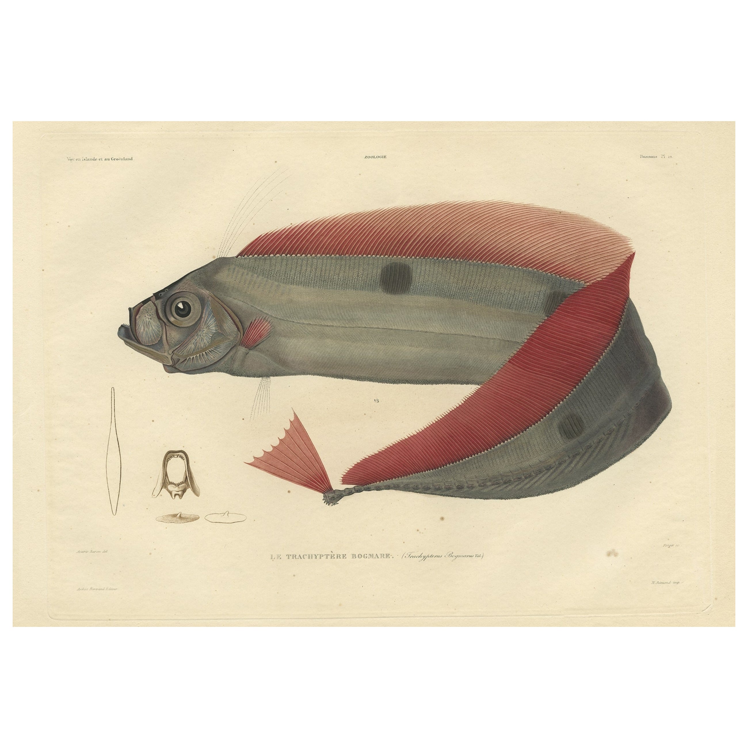 Rare Handcolored Fish Print of the Trachipterus trachypterus, a Ribbonfish, 1842 For Sale