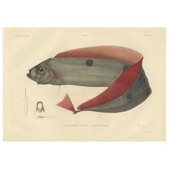 Seltener handkolorierter Fischdruck des Trachipterus Trachypterus, eines Schleifenfischs, 1842