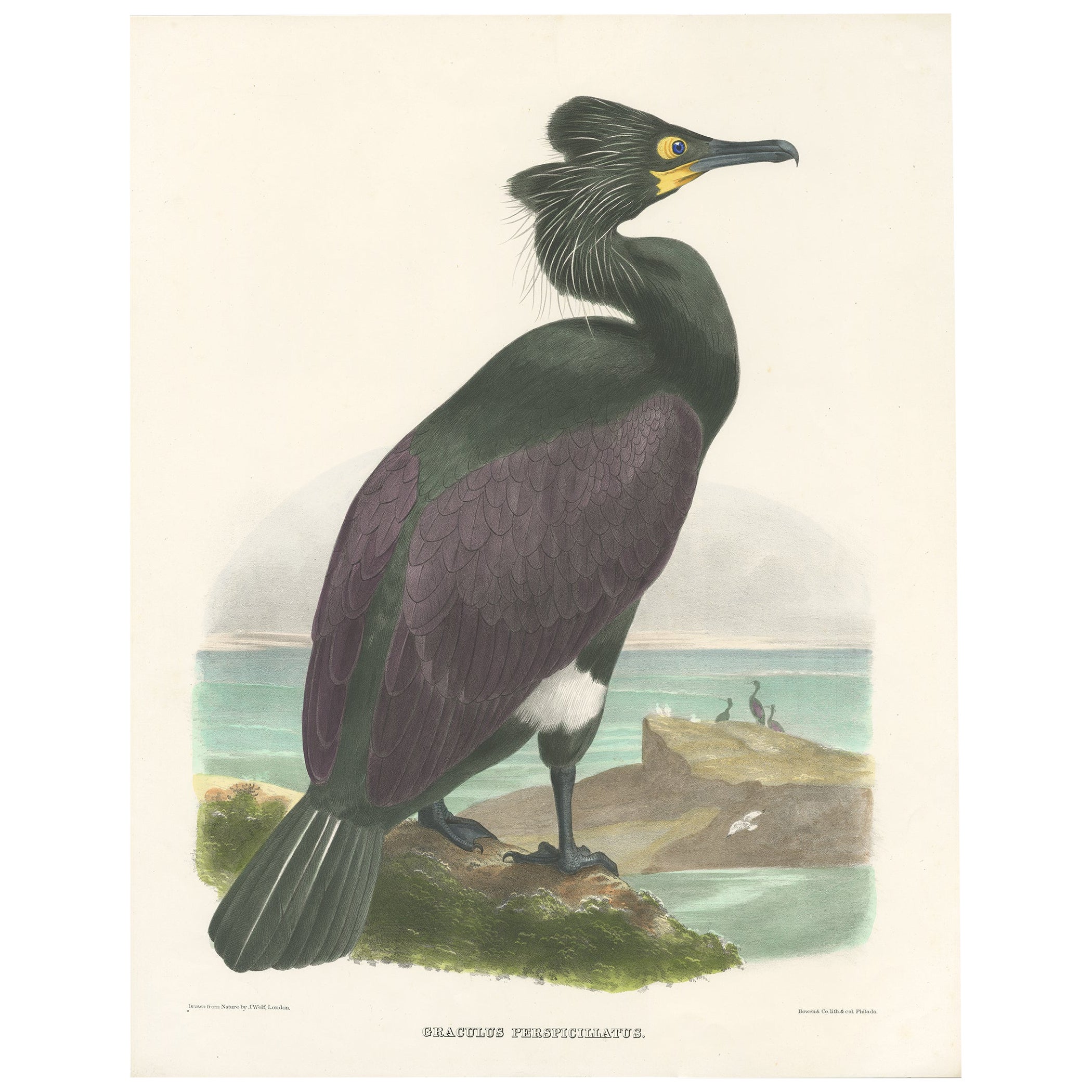 Spectacular Rare Old Original Bird Print of The Spectacled Cormorant, 1868 For Sale