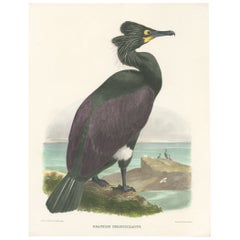 Antique Spectacular Rare Old Original Bird Print of The Spectacled Cormorant, 1868