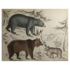Original Antique Natural History Print, Bears, circa 1835