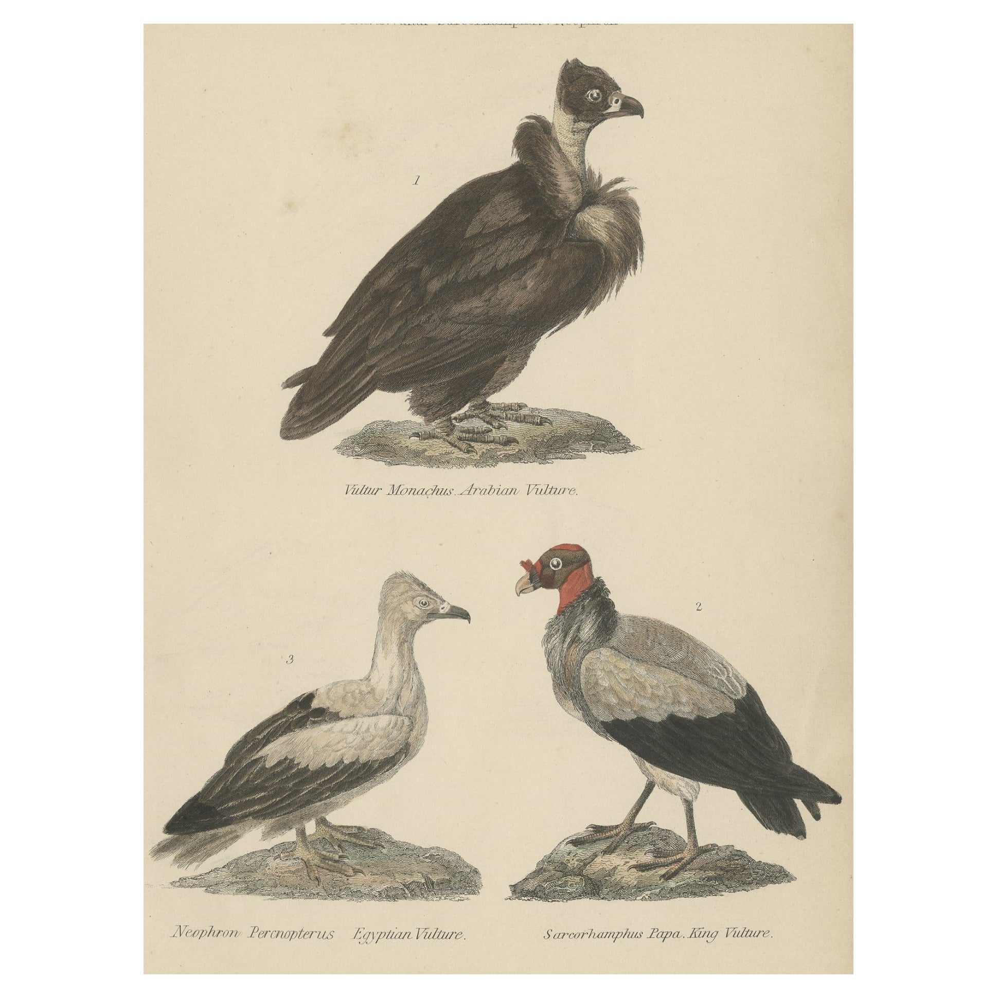 Old Bird Prints of The Arabian Vulture, Egyptian Vulture and King Vulture, c1860 For Sale