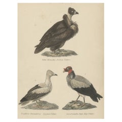 Old Bird Prints of The Arabian Vulture, Egyptian Vulture and King Vulture, c1860