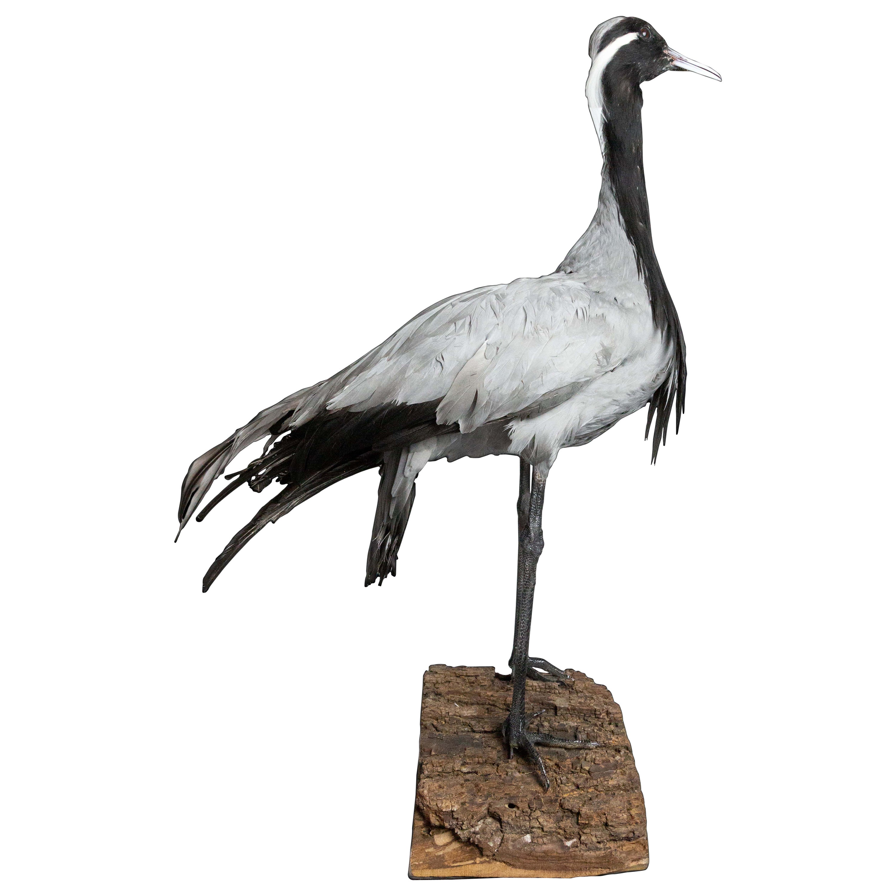 Demoiselle Crane Taxidermy