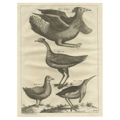 Rare Antique Bird Print of a Houbara, the Arabian Bustard and More, 1773