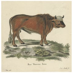 Old Hand-Colored Copper Engraving of a Bull 'Bos Tauraus', ca.1780