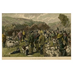 Border Sheep Show, Possibly Border Leicester Sheep in Scotland, ca.1870