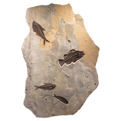 50 Million Year Old Eocene Era Fossil Fish Mural in Stone, from Wyoming