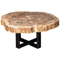 Center or Coffee Table, Natural Shape, Petrified Wood with Metal Base