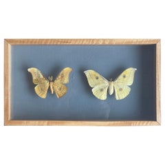 Vintage Authentic "Erebus Caprimulgus" Butterfly Taxidermy Sculpture 