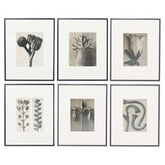 Set of 6 Karl Blossfeldt Black White Flower Photogravure Botanic Photographies