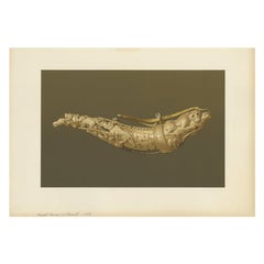 Antique Print of a Horn by Gibb, 1890