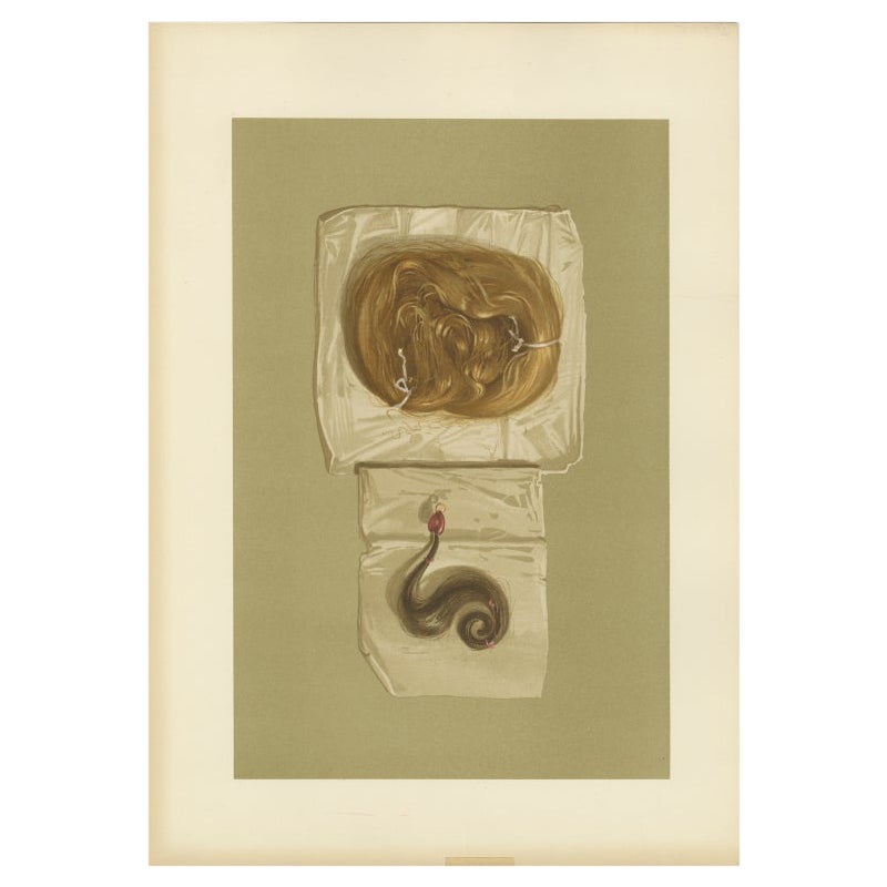 Antique Print of a Lock of Hair by Gibb, 1890 For Sale