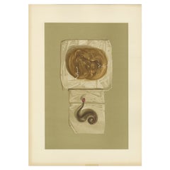 Antique Print of a Lock of Hair by Gibb, 1890