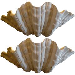 Two French 1940s Faux Seashell Sconces
