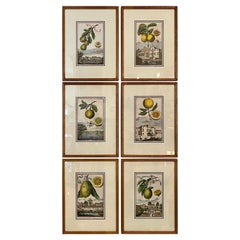 Set of Six Hand Colored 18th Century Copper Engravings of Botanicals by Volkamer