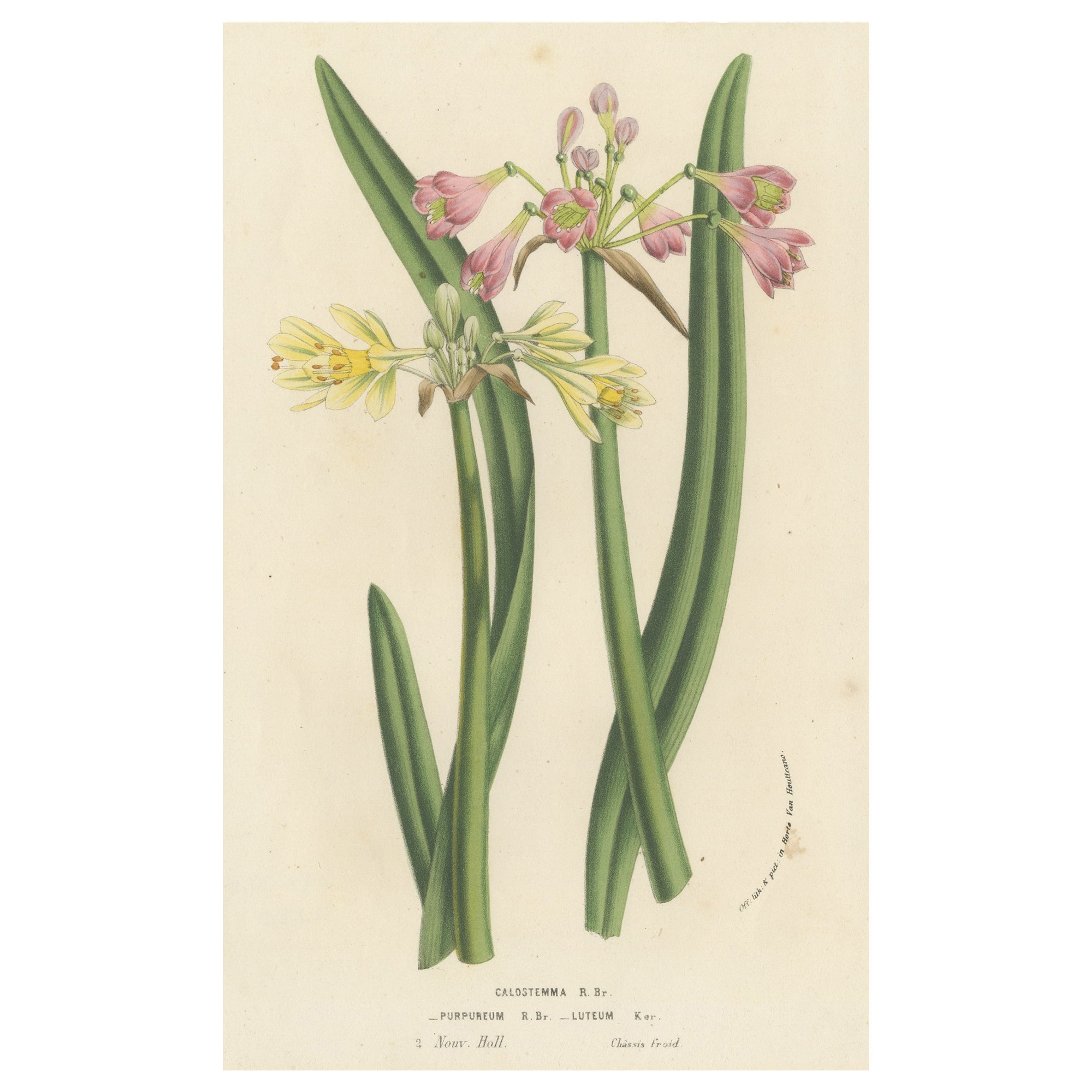 Antique Flower Lithograph of Purple and Yellow Wilcannia Lilies, 1856 For Sale