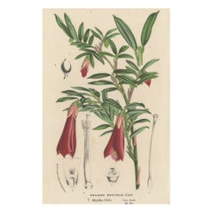 Antique Lithograph of the Philesia Flowering Plant, ca.1880