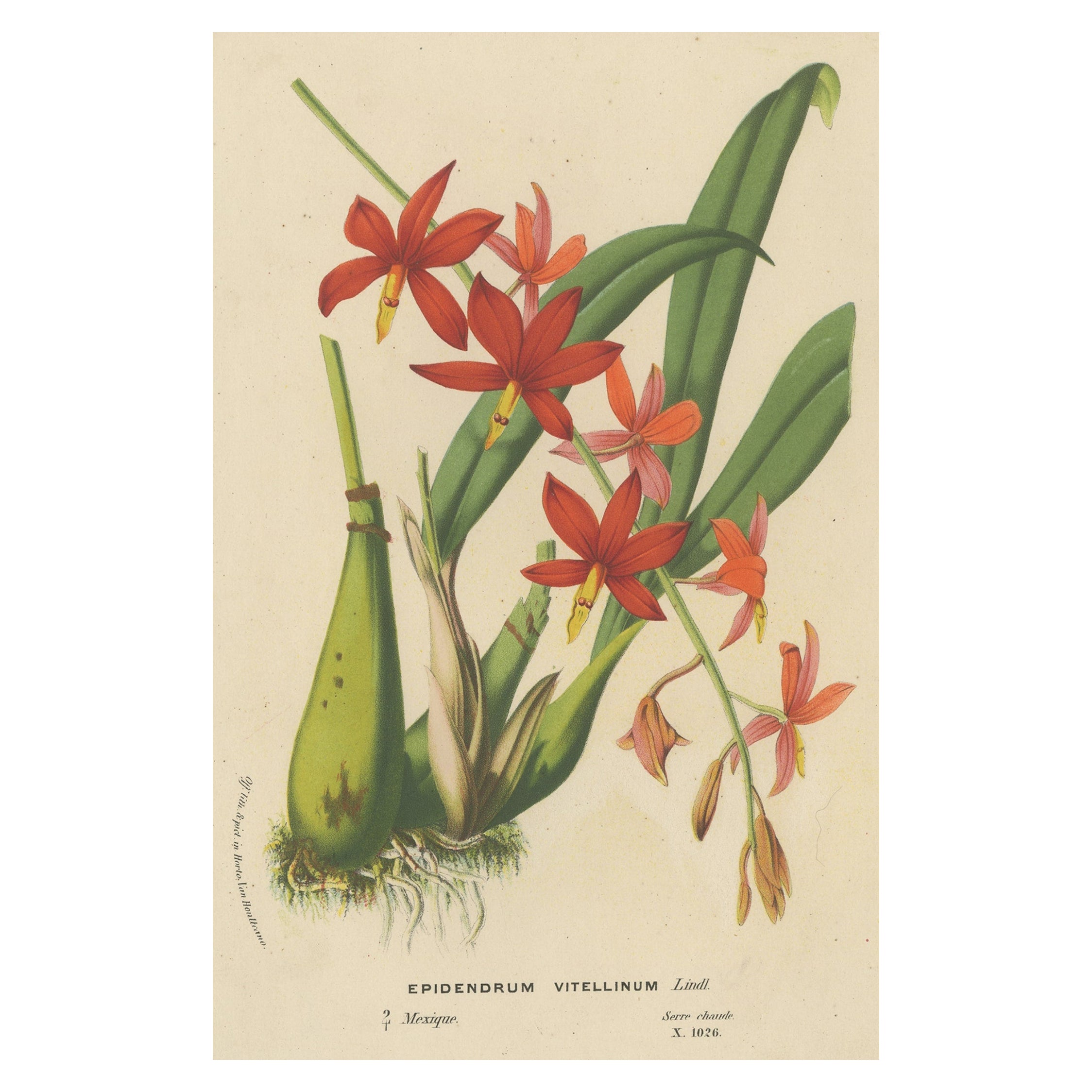 Antike Lithographie der Orchidee Prosthechea Vitellina, um 1880