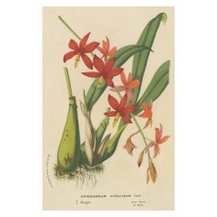Antique Lithograph of the Prosthechea Vitellina Orchid, ca.1880