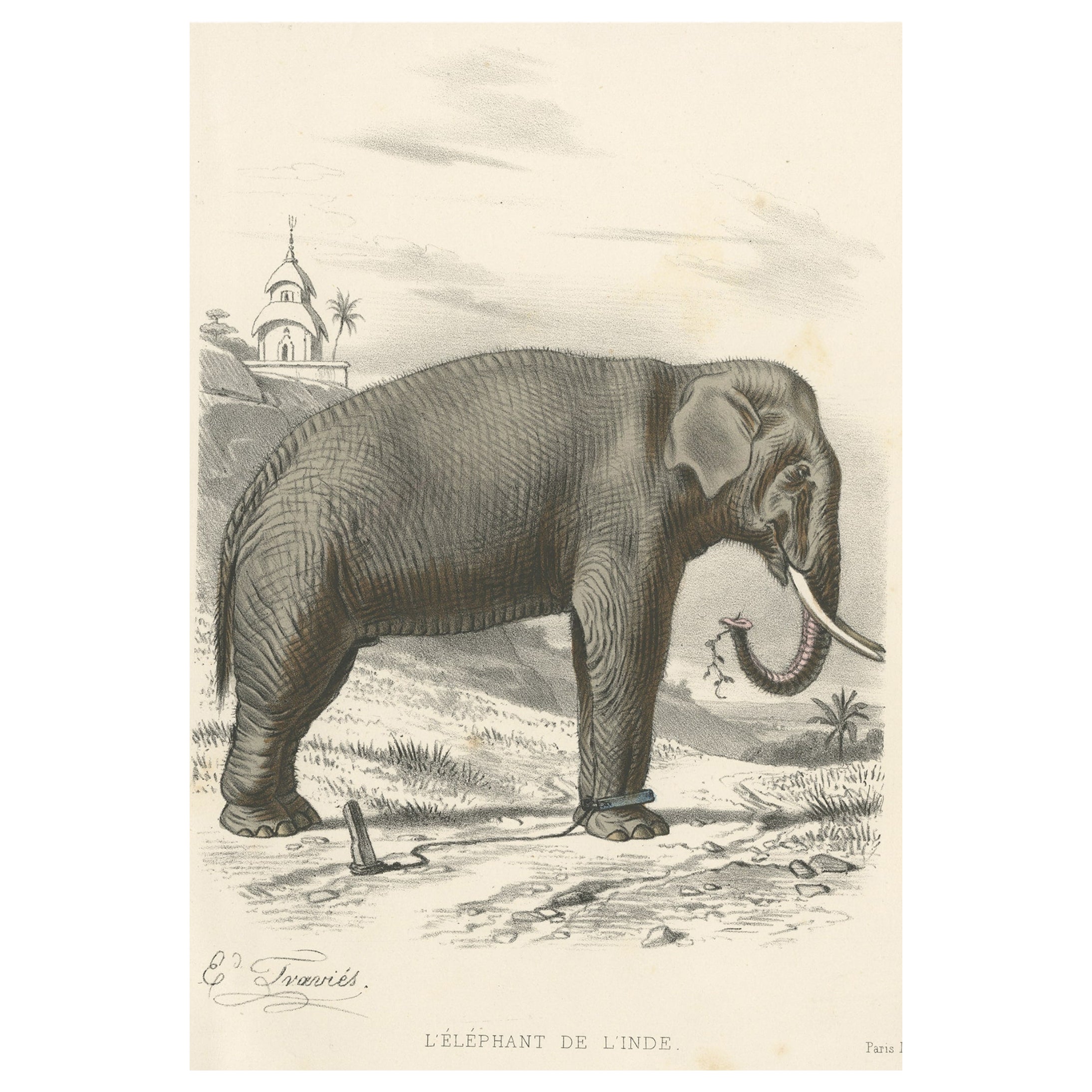Old Antique Hand-Colored Print of an Indian Elephant, ca.1860 For Sale