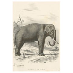 Old Antique Hand-Colored Print of an Indian Elephant, ca.1860