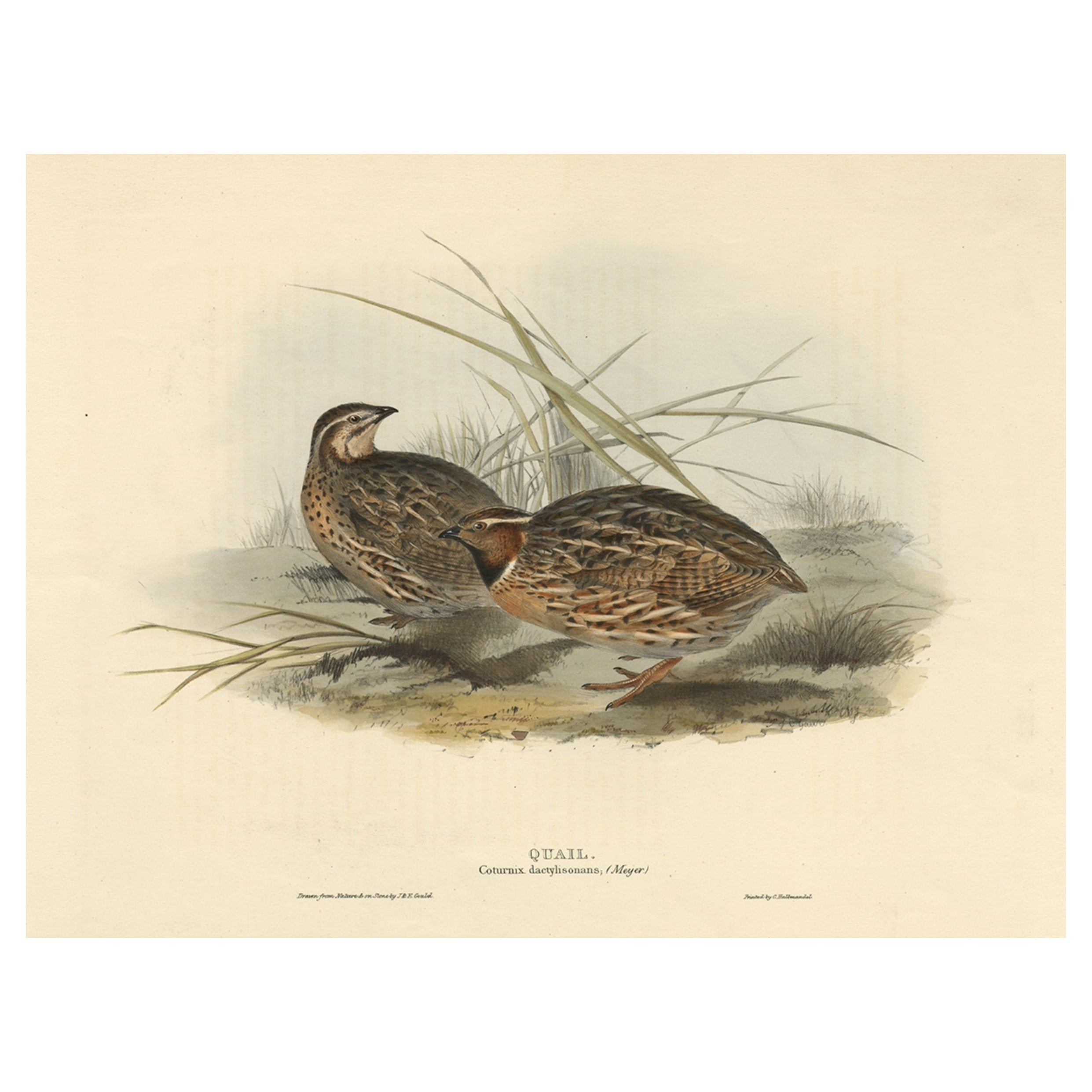 Beautiful Antique Hand-Colored Bird Print of the Common Quail by Gould, 1832 For Sale