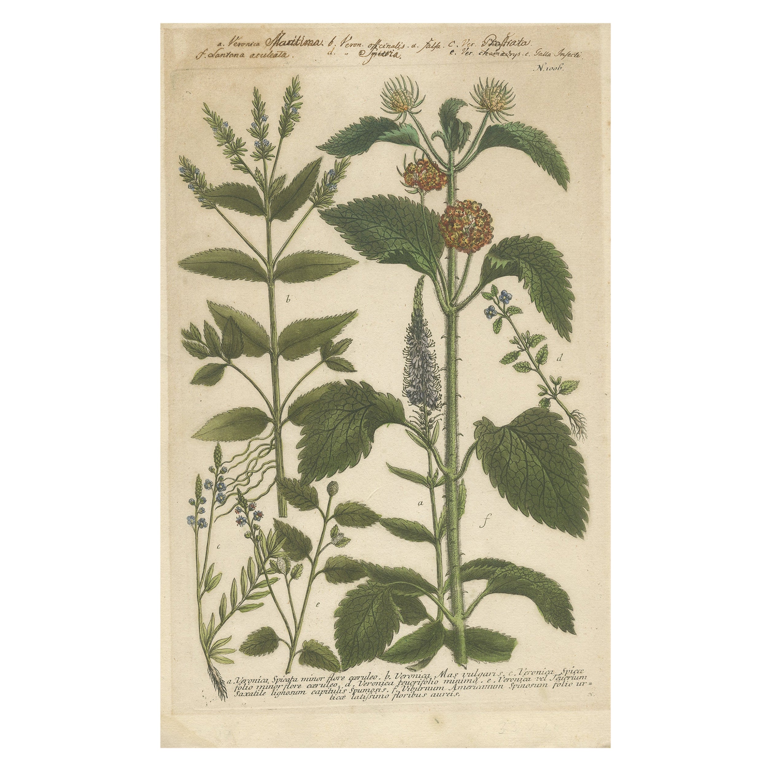 Kupfergravur von Spike Speedwell und verschiedenen anderen Pflanzen, 1745