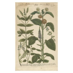 Copper Engraving of Spike Speedwell and Various Other Plants, 1745