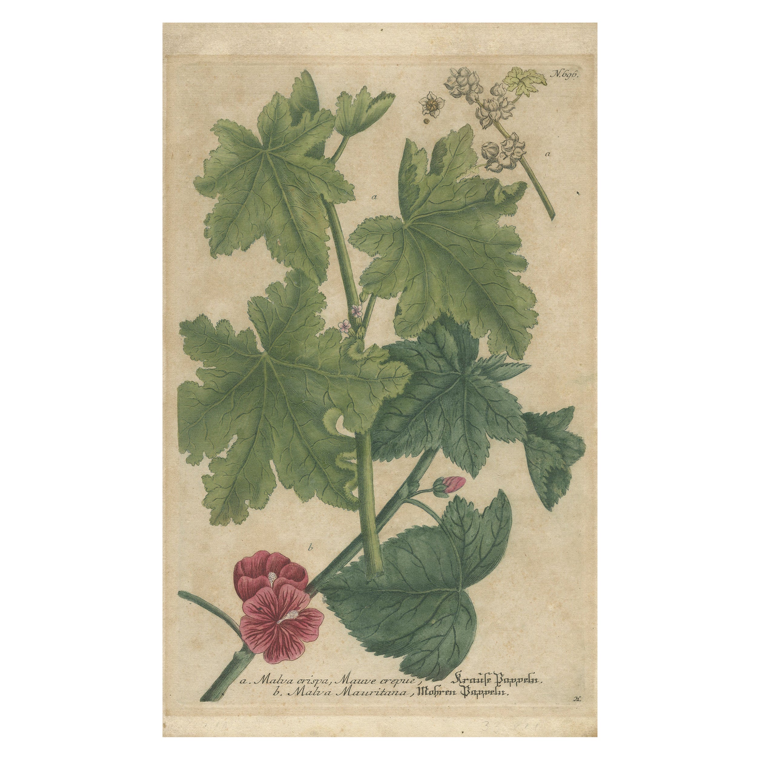 Copper Engraving of Cluster Mallow and Malva Sylvestris Flowers, 1737 For Sale