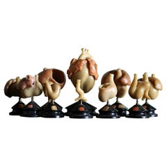 19th C Wax Anatomical Models Human Heart Growth Scientific Medical F.Ziegler