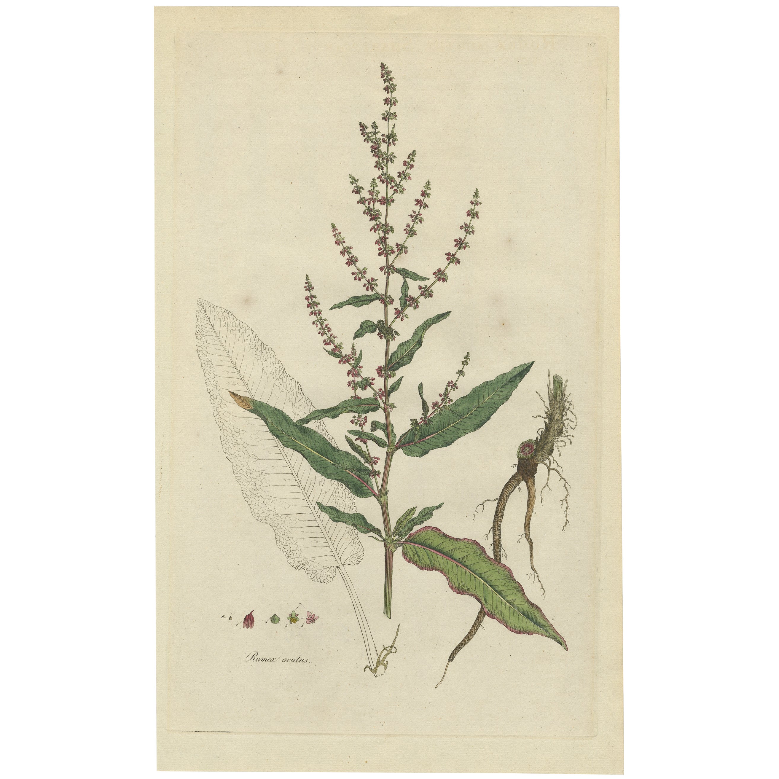 Antique Print of a the Plant Named The Rumex Acutus or Sharp-Pointed Dock, c1800 For Sale