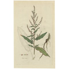 Impression ancienne d'une plante nommée The Rumex Acutus ou « Rumex Acutus » ou « Sharp-Pointed Dock », vers 1800
