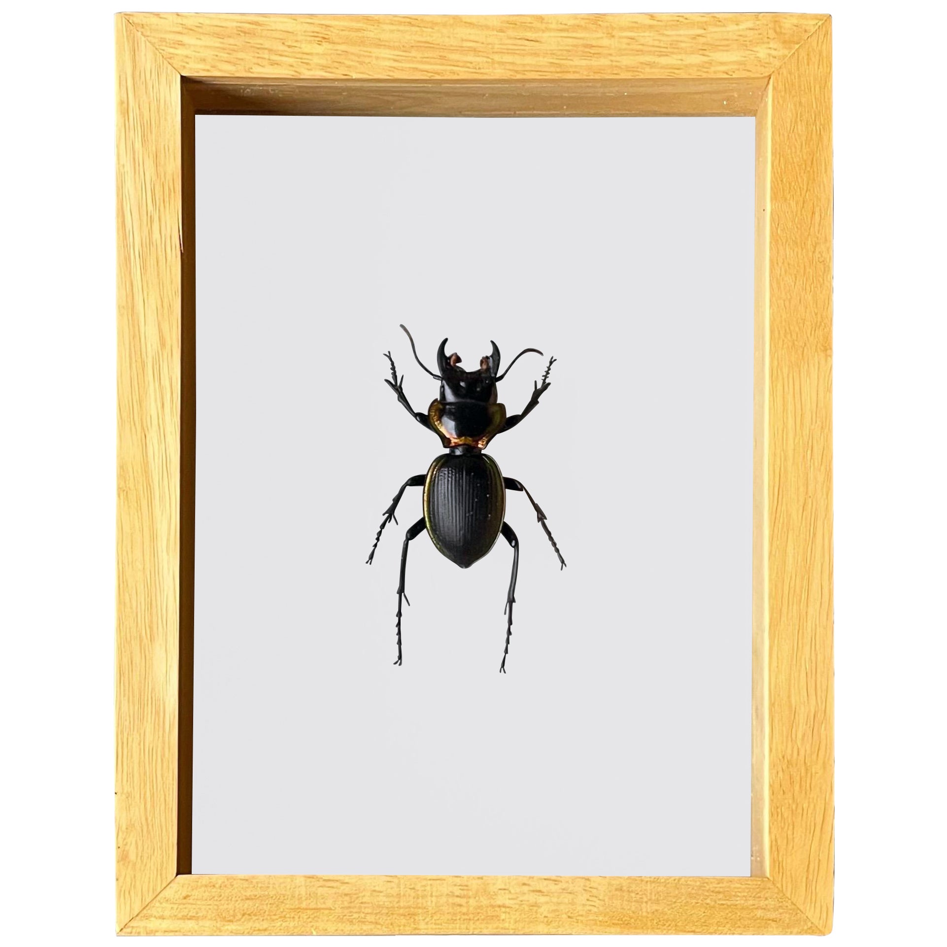 Authentic "Mouhotia Planipennis" Beetle Taxidermy Sculpture For Sale