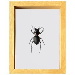 Auténtica Escultura Taxidermia Escarabajo "Mouhotia Planipennis