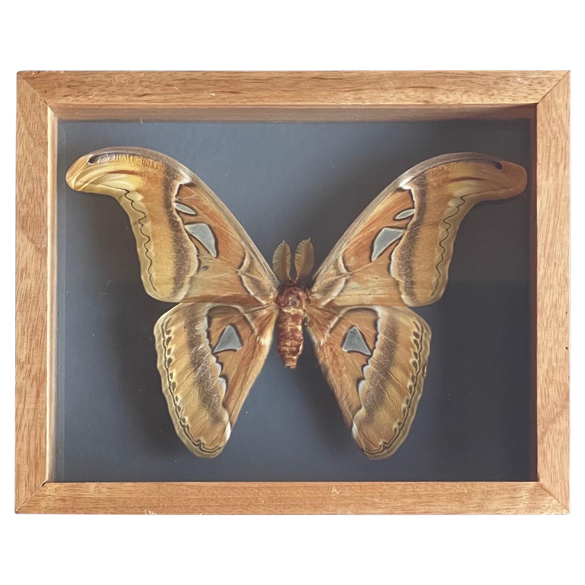 Authentic "Atlas" Butterfly Taxidermy Sculpture