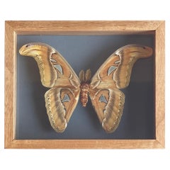 Authentic "Atlas" Butterfly Taxidermy Sculpture