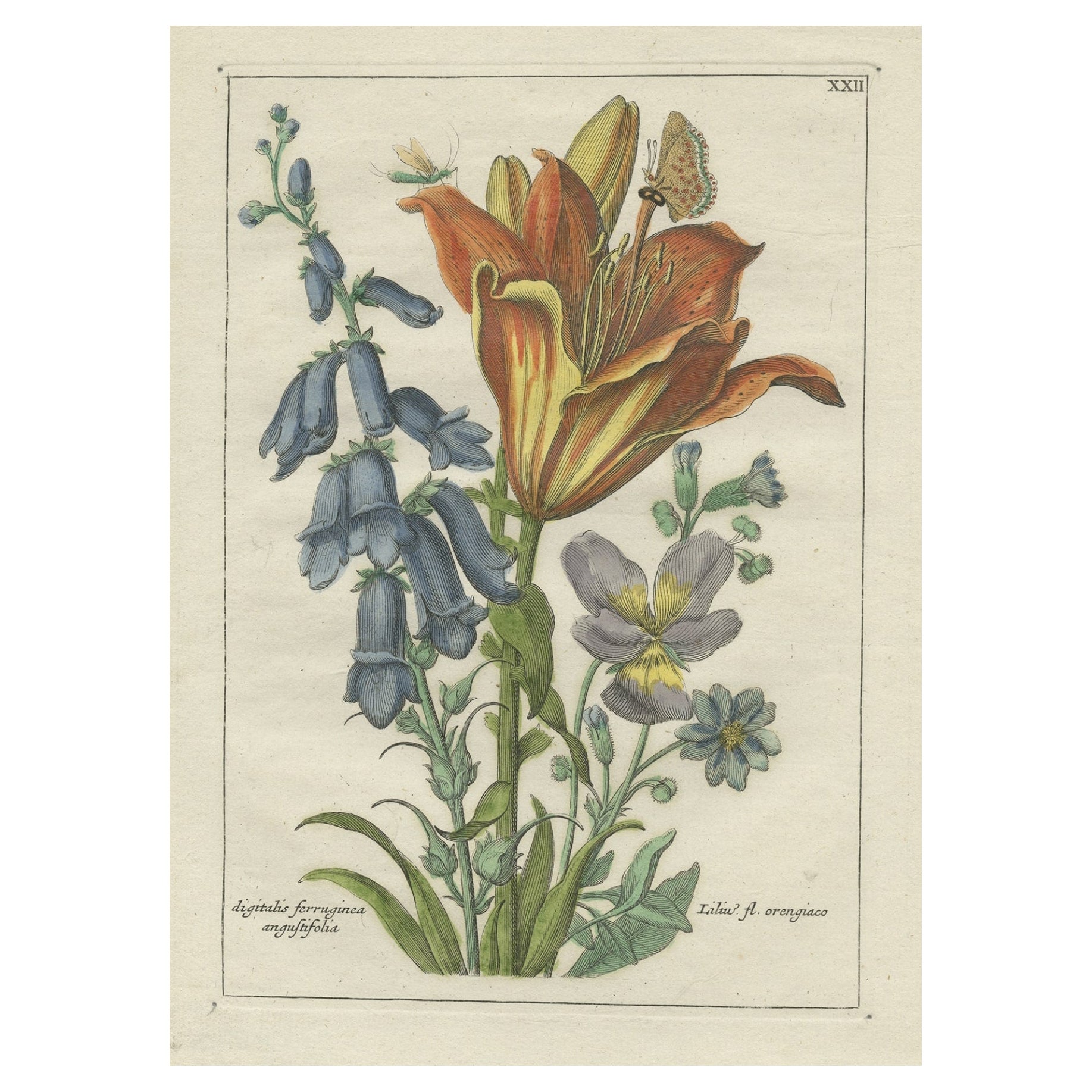 Old Botany Print of the Orange Lily & Digitalis Ferruginea Angustifolia, 1794 For Sale