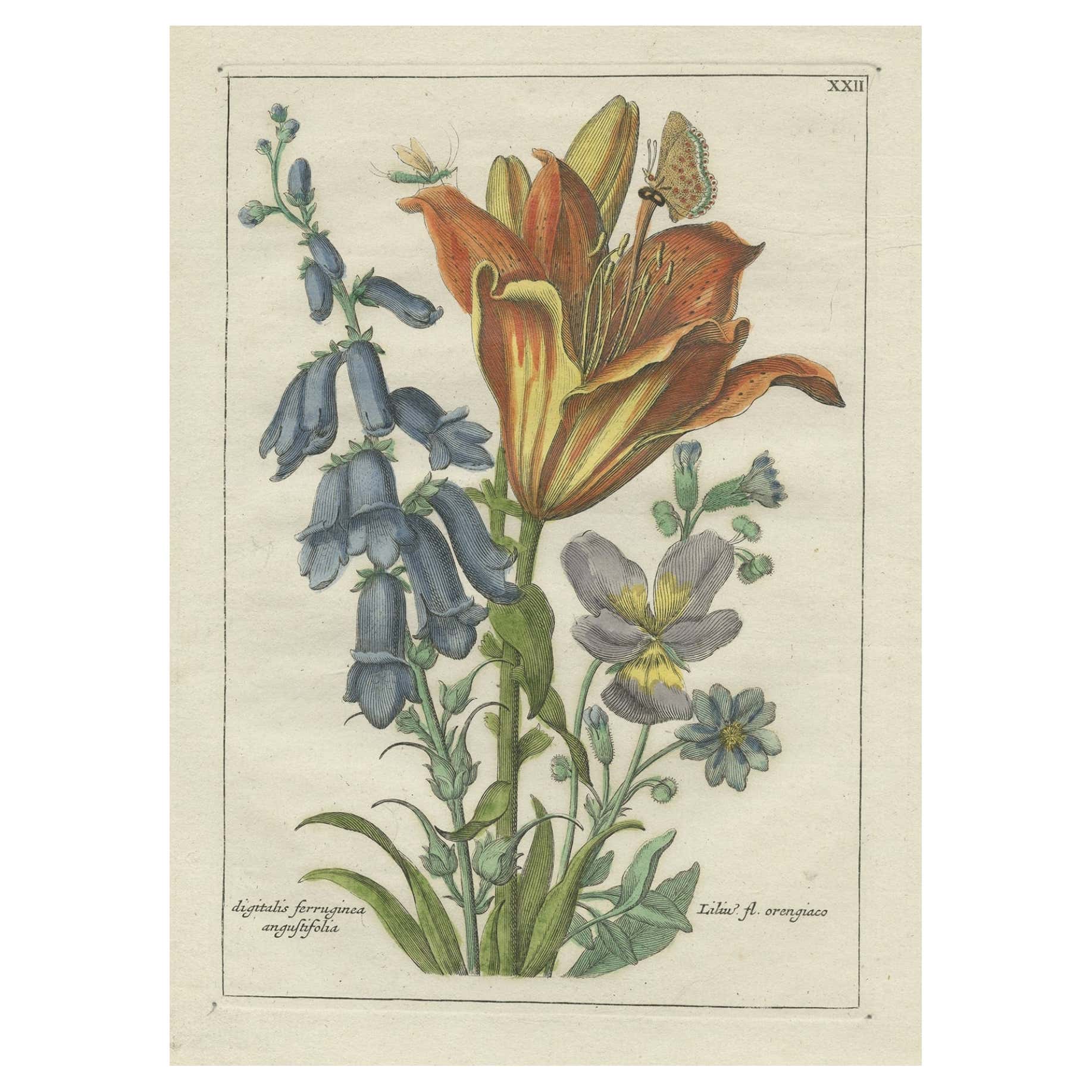Old Botany Print of the Orange Lily & Digitalis Ferruginea Angustifolia, 1794