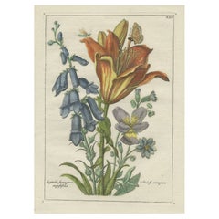 Old Botany Print of the Orange Lily & Digitalis Ferruginea Angustifolia, 1794