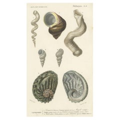 Original Antique Hand-Colored Print of different Types of Molluscs, 1849