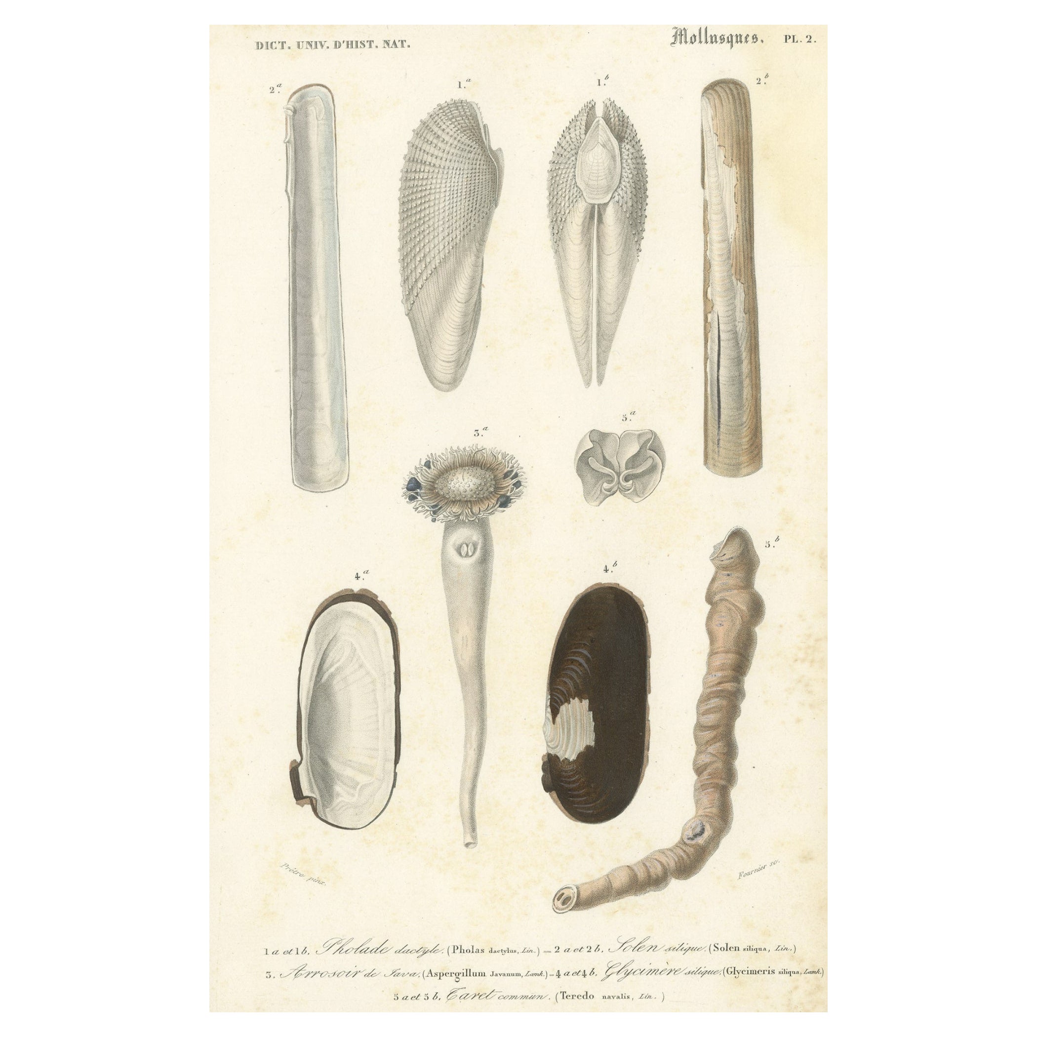 Old Print of the Common Piddock, Watering Pot Shell, Shipworm and More, 1849 For Sale