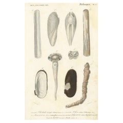 Antique Old Print of the Common Piddock, Watering Pot Shell, Shipworm and More, 1849
