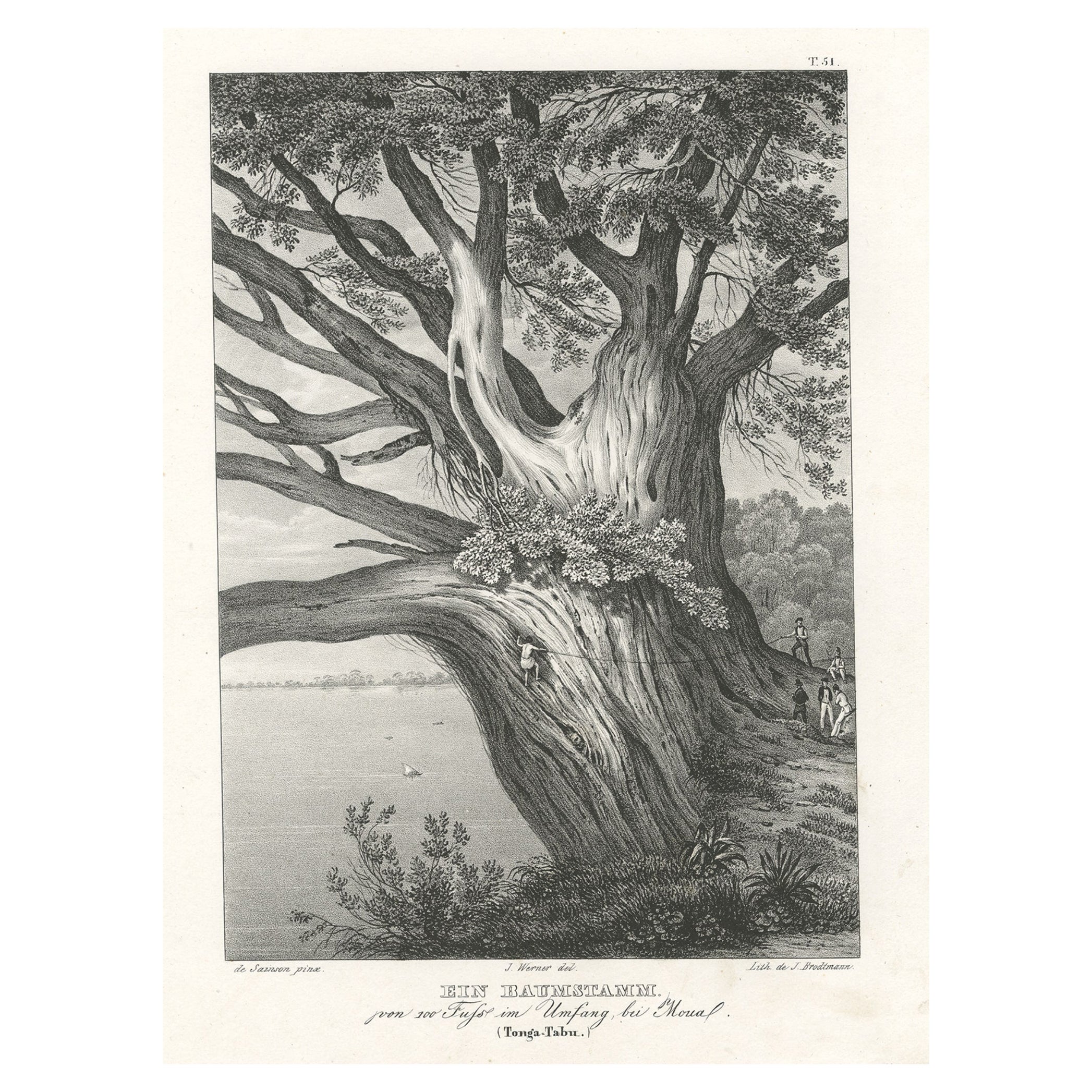 Old Print with a Huge Tree Trunk on Tonga Tabu, Tonga Islands, ca.1836 For Sale