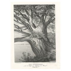 Old Print with a Huge Tree Trunk on Tonga Tabu, Tonga Islands, ca.1836