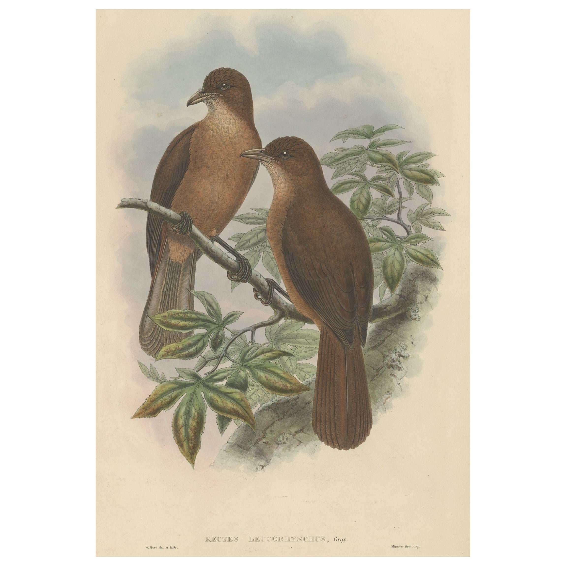 Antique Bird Print of the White-Billed Wood-Shrike of Papua by Gould, ca.1880