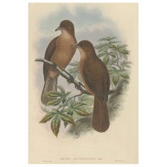 Impression ancienne d'oiseau en bois blanc « Shrike » de Papouasie-Guinée par Gould, vers 1880