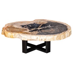 Center or Coffee Table, Natural Shape, Petrified Wood with Metal Base