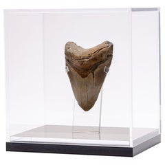 Organic Modern Mounted Objects