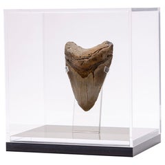 Fossil Megalodon "the Monster Shark" Tooth in Acrylic Custom Box